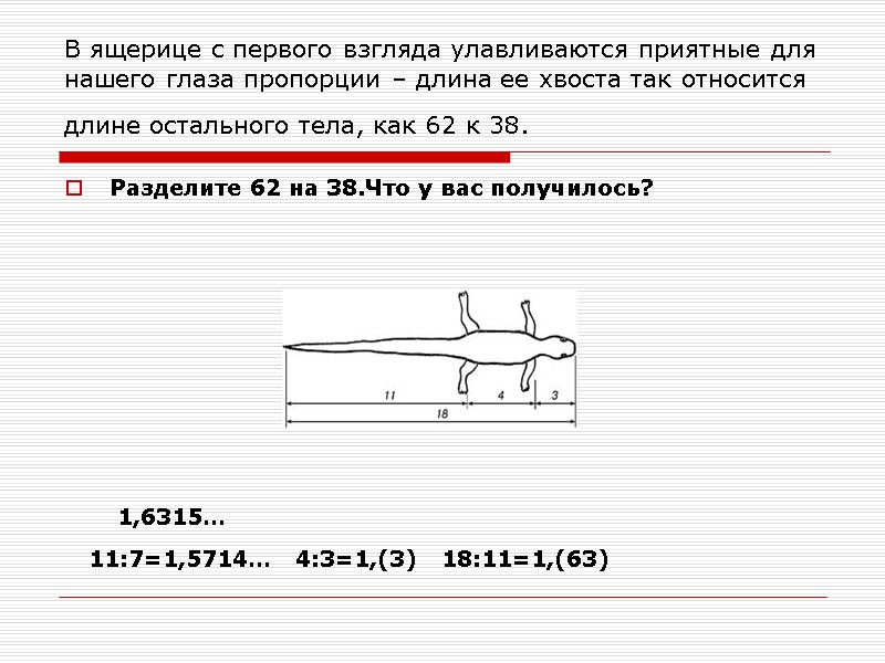 В ящерице с первого взгляда улавливаются приятные для нашего глаза пропорции – длина ее